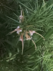 Grevillea juniperina