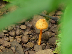 Agaricus trisulphuratus