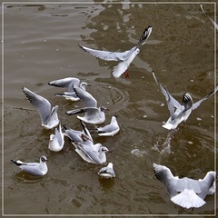 Chroicocephalus ridibundus