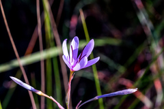 Hesperantha mtamvunae