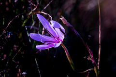 Hesperantha mtamvunae