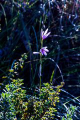 Hesperantha mtamvunae