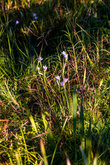 Hesperantha mtamvunae
