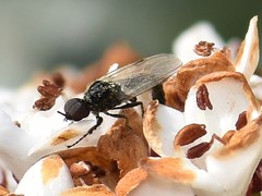 Dilophus febrilis