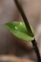 Eriochilus dilatatus