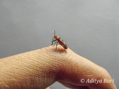 Tropidothorax maculatus