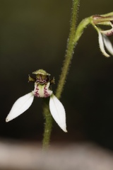 Eriochilus dilatatus