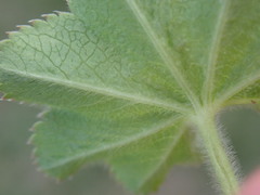 Alchemilla filicaulis vestita