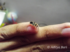 Tropidothorax maculatus