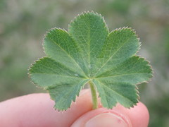 Alchemilla filicaulis vestita