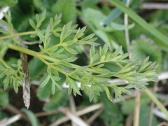 Selinum carvifolia