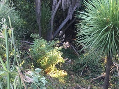 Haloragis erecta erecta