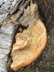 Erastia salmonicolor