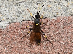 Ichneumon stramentor