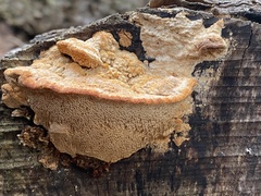 Erastia salmonicolor