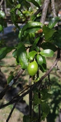 Prunus