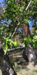 Prunus