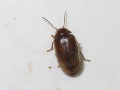 Contacyphon laevipennis