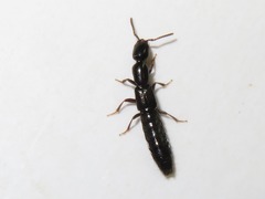Xantholinus longiventris