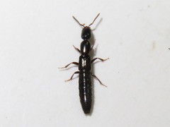 Xantholinus longiventris