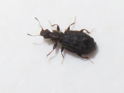 Swollen Fungus Beetle, Leidschendam, Nederland, photo 6 of 10