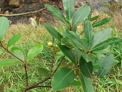 Pittosporum huttonianum