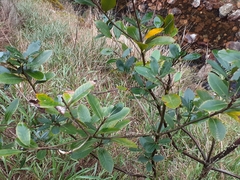 Pittosporum huttonianum