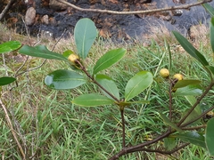 Pittosporum huttonianum
