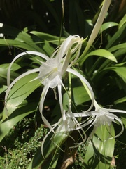 Hymenocallis littoralis