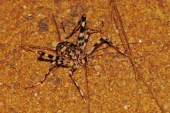 Phaeophilacris