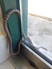 Dryophiops rubescens