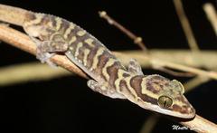 Cyrtodactylus sanook