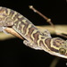 Tham Sanook Bent-toed Gecko - Photo (c) knotsnake, some rights reserved (CC BY-NC)