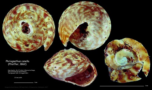 Laoma mariae, 2017-08-24