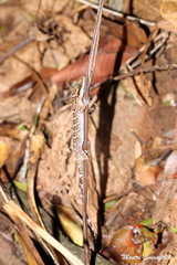 Cyrtodactylus sanook