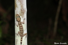 Cyrtodactylus sanook