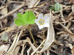 Oxalis