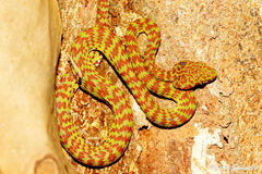 Trimeresurus venustus