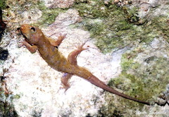 Gehyra angusticaudata