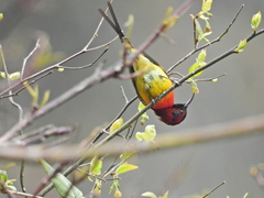 Aethopyga gouldiae