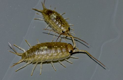 New Zealand Sea Slater photo 3