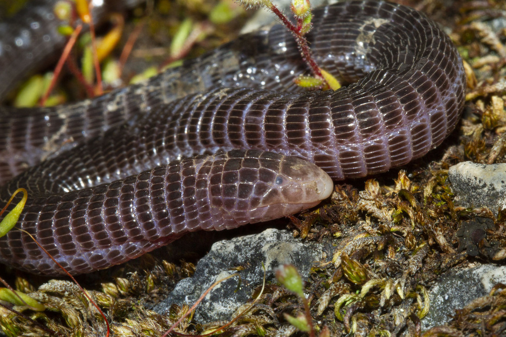 Turkish Worm Lizard