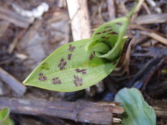 Dactylorhiza majalis