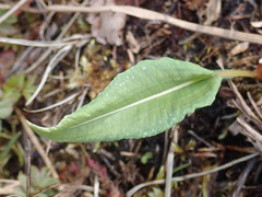 Bistorta officinalis