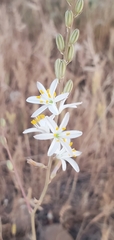 Chlorogalum angustifolium