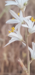 Chlorogalum angustifolium