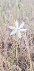 Chlorogalum angustifolium