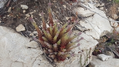 Petrosedum ochroleucum
