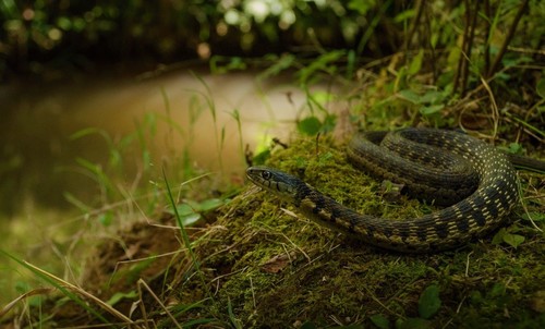 Black-necked Garter Snake, Morelia, Mich., México, photo 9 of 10