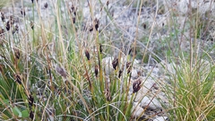 Schoenus nigricans